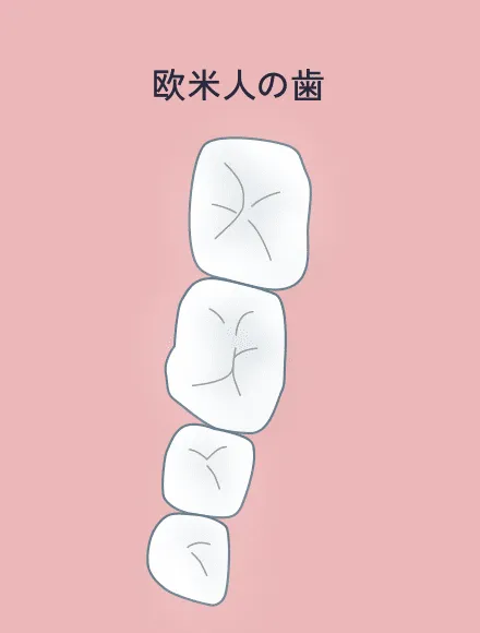 欧米人の歯